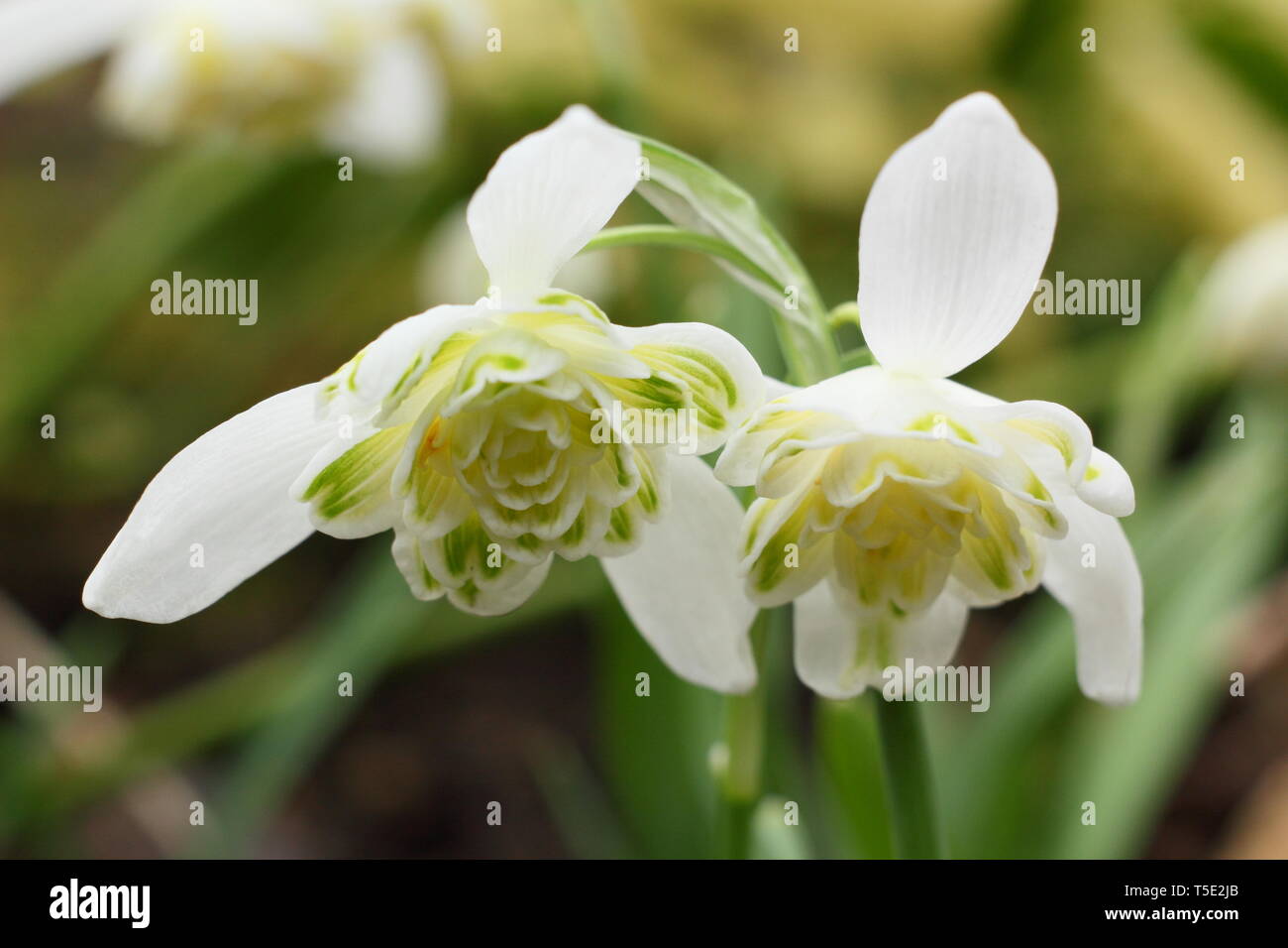 Galanthus nivalis f. pleniflorus 'Lady Elphinstone'. Characteristic double blooms and yellow markings of Lady Elphinstone snowdrop - February, UK Stock Photo