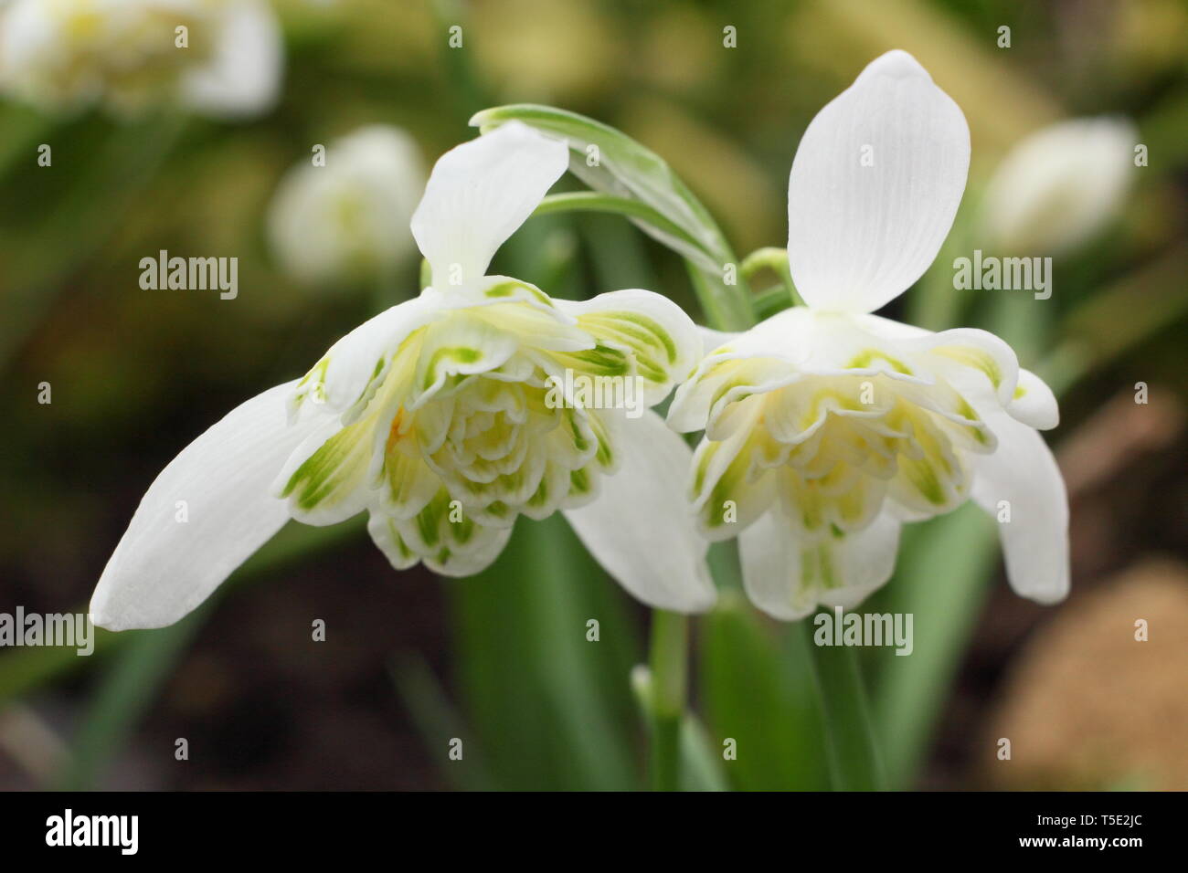 Galanthus nivalis f. pleniflorus 'Lady Elphinstone'. Characteristic double blooms and yellow markings of Lady Elphinstone snowdrop - February, UK Stock Photo