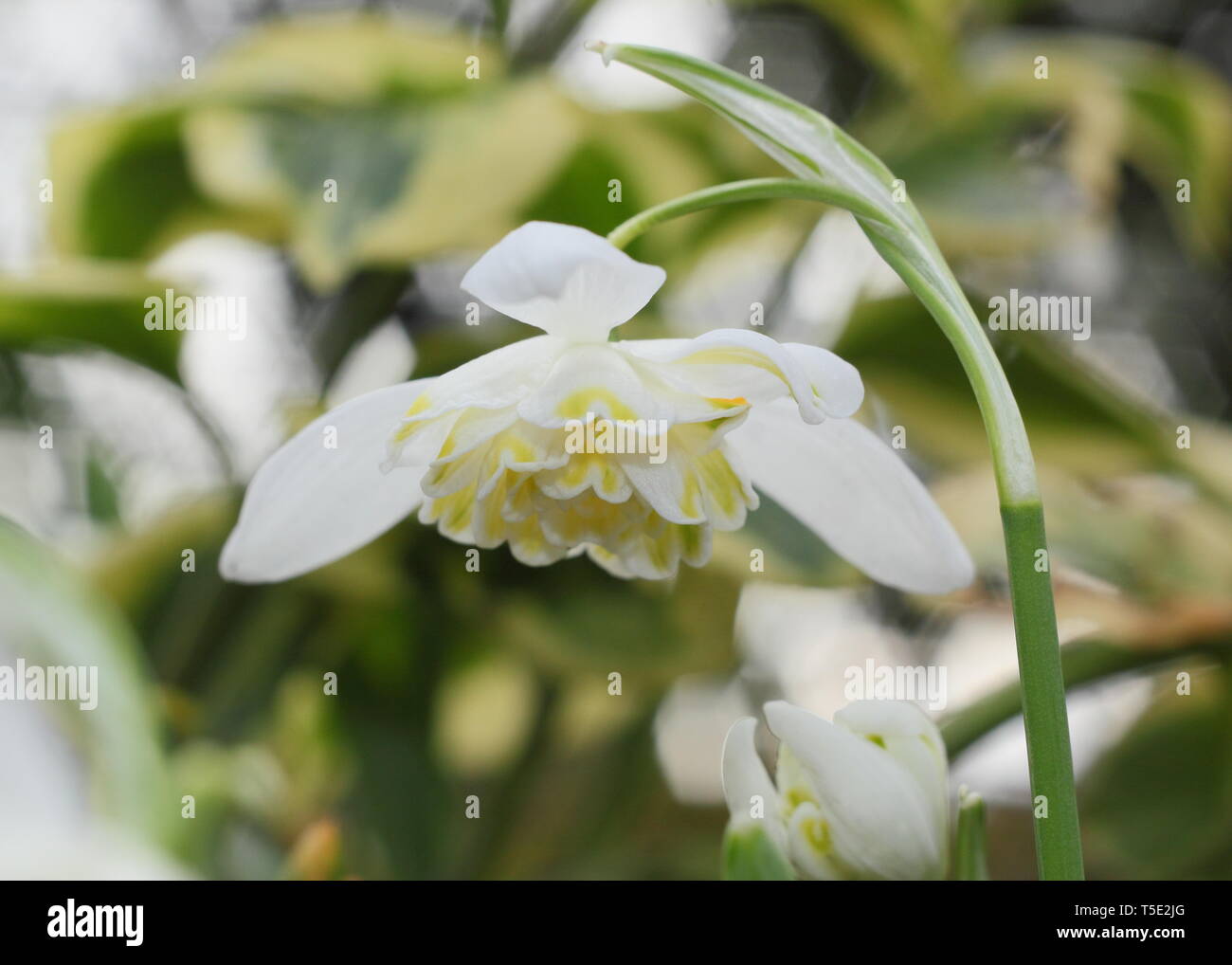 Galanthus nivalis f. pleniflorus 'Lady Elphinstone'. Characteristic double blooms and yellow markings of Lady Elphinstone snowdrop - February, UK Stock Photo