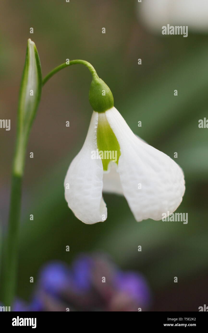 Galanthus plicatus 'Diggory' snowdrop displaying characteristic flared and textured outer sements (petals) - Febraury, UK Stock Photo