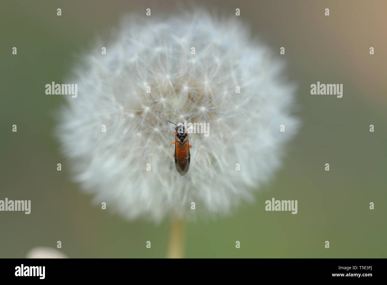 Taraxacum officinale on insect, Turkey Stock Photo - Alamy