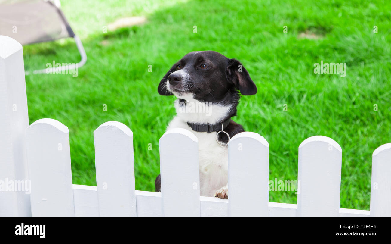 A dog looks over the garden fence. Stock Photo
