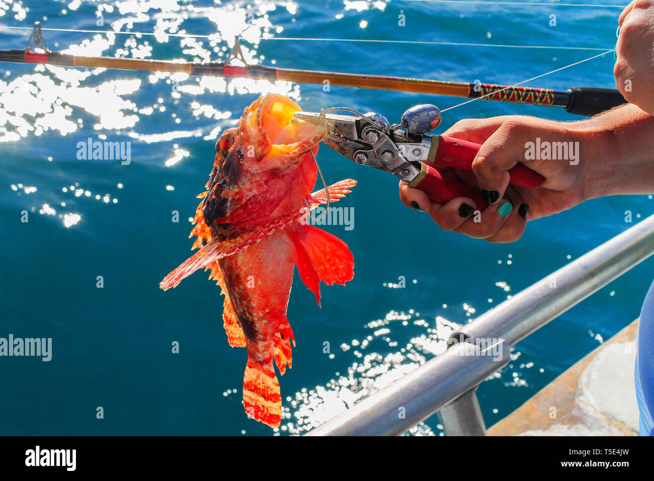Catch a Fire fish when deep - sea fishing Stock Photo