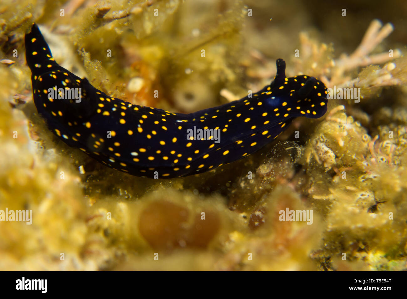A beautiful nudibranch, or sea slug, Felimare californiensis, the California Blue Dorid seen while scuba diving in the Sea of Cortez, Baja, Mexico Stock Photo
