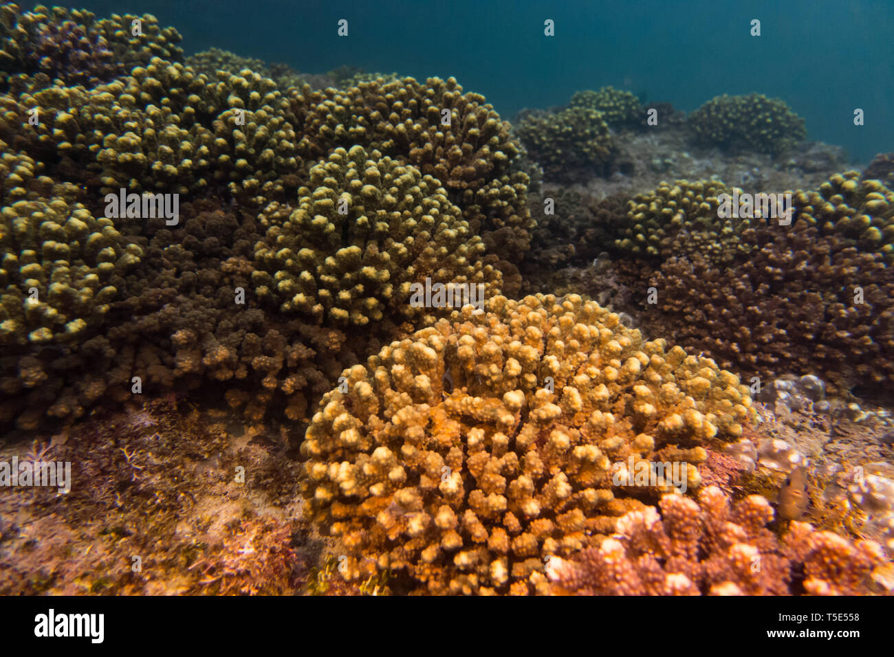 Elegant coral, Pocilopora elegans, from San Jose Island in the sea of Cortez, Baja California, Mexico Stock Photo