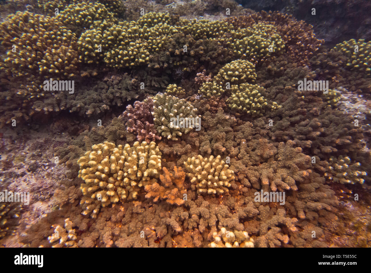 Elegant coral, Pocilopora elegans, from San Jose Island in the sea of Cortez, Baja California, Mexico Stock Photo