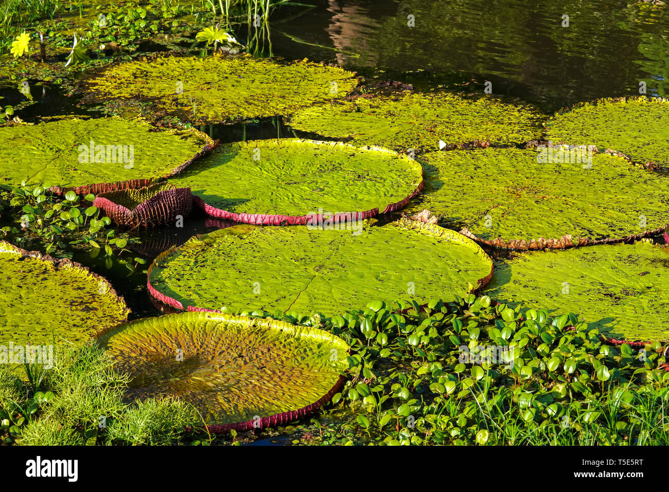 World's largest water lily, Victoria amazonica Stock Photo Alamy