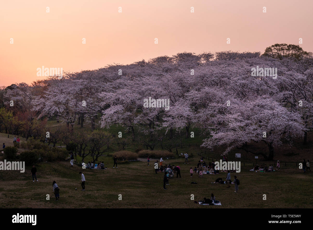 Negishi Forest Park, Naka-Ku, Yokohama City, Kanagawa Prefecture, Japan Stock Photo