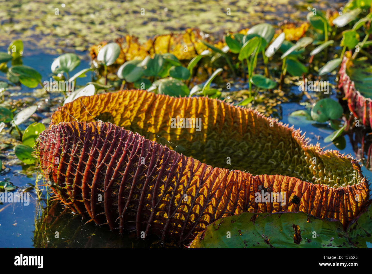 World's largest water lily, Victoria amazonica Stock Photo Alamy