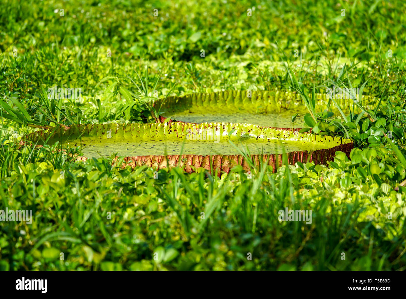World's largest water lily, Victoria amazonica Stock Photo Alamy