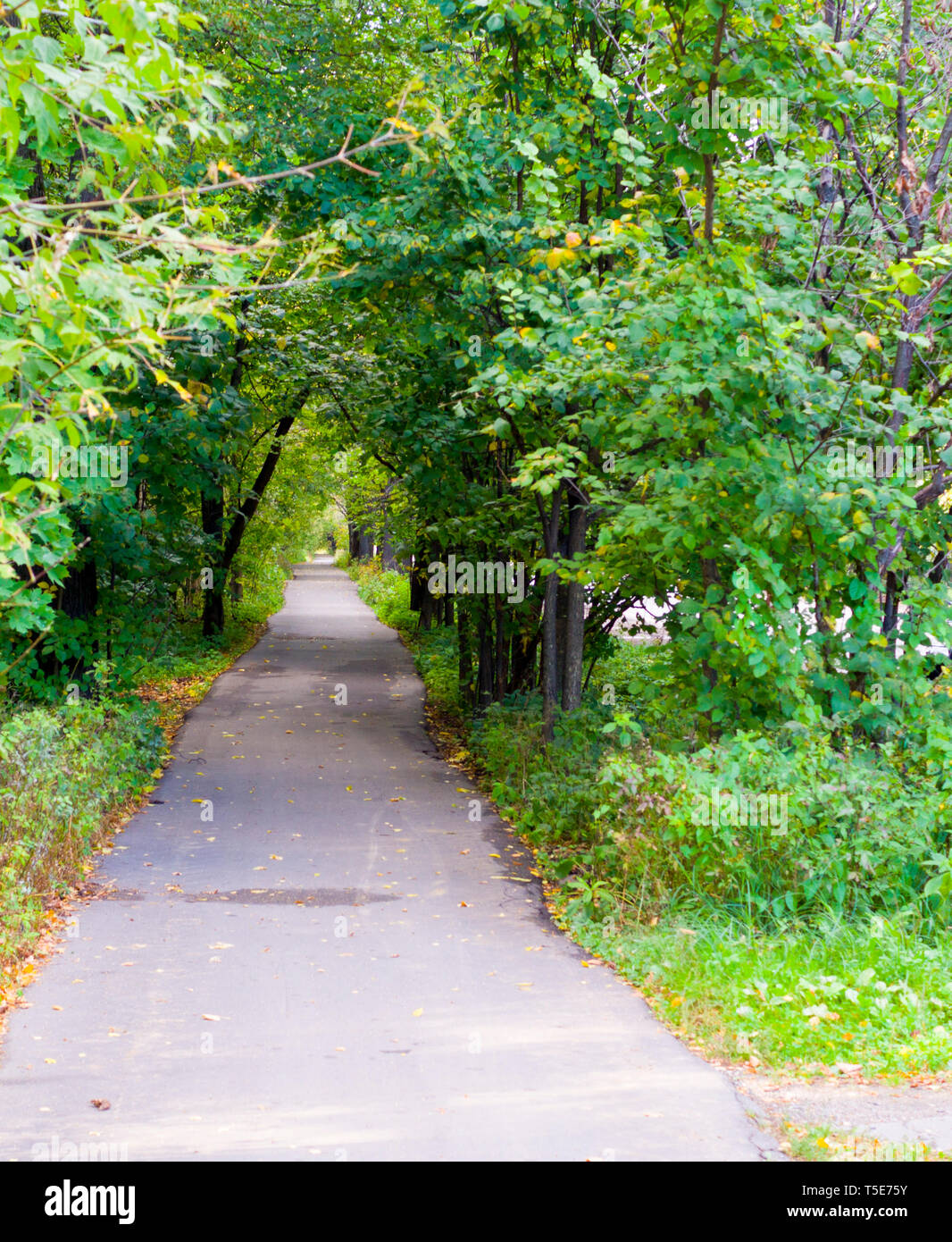 walkway lane path through the forest at summer. background, nature ...