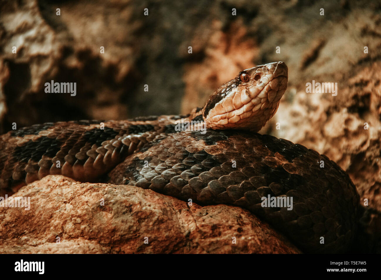 snake mexican animal in Chiapas Mexico Stock Photo