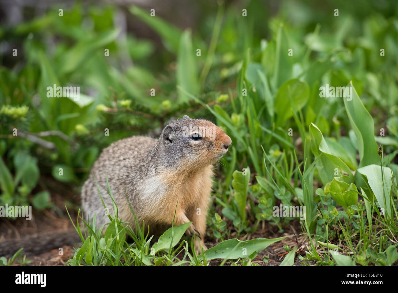 Close up of a Ground squirrel taken in Glacier National Park. Stock Photo