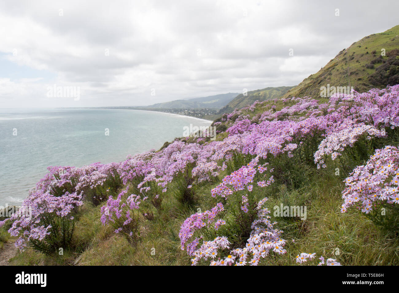 New Zealand Wild Flowers High Resolution Stock Photography And Images Alamy