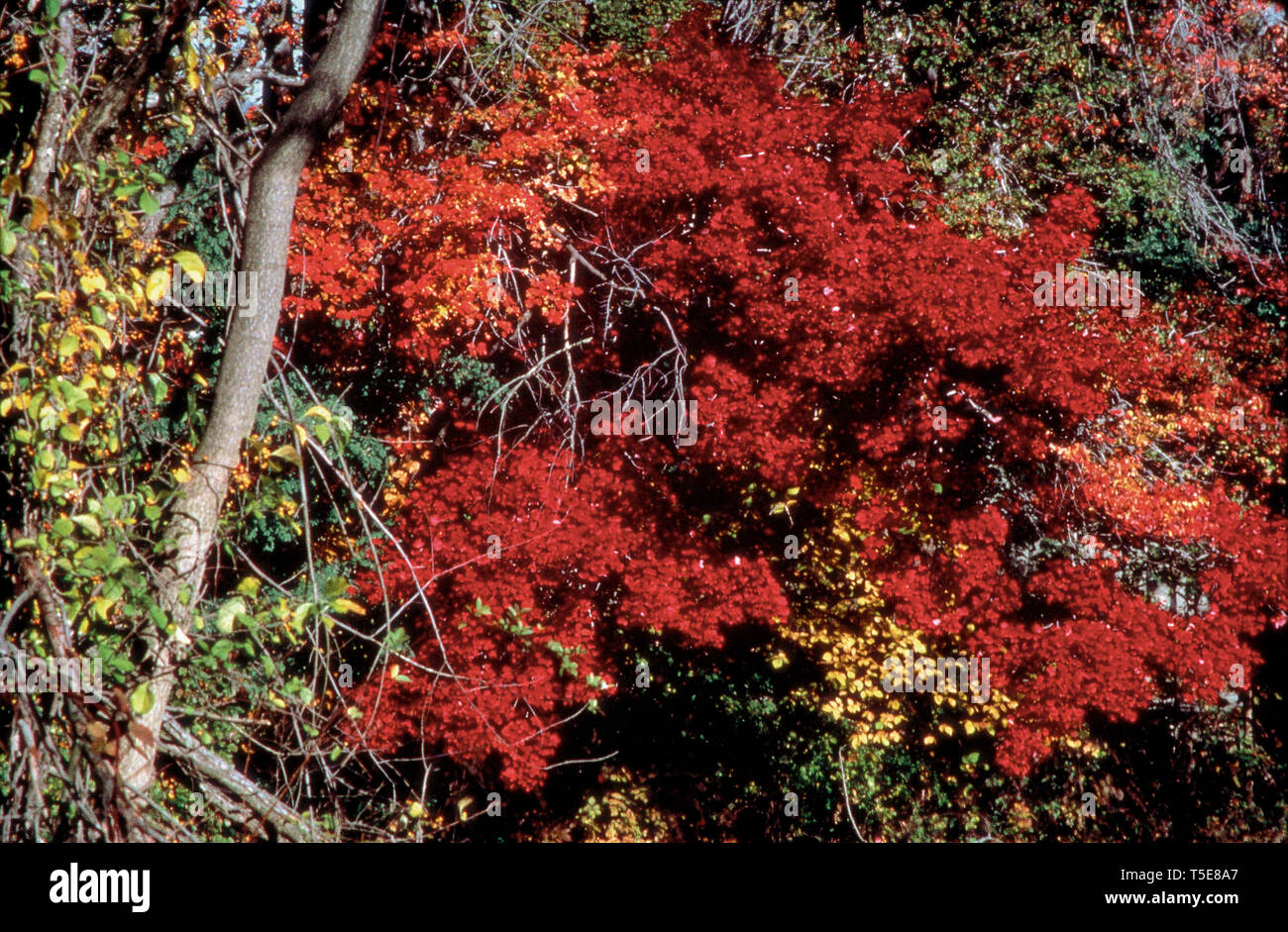 Fall colour of trees in forest, India, Asia Stock Photo