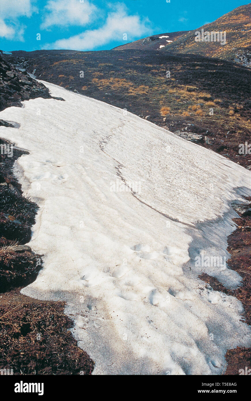 Snow Glacier Near Valley Of Flowers Uttarakhand India Asia Stock Photo Alamy
