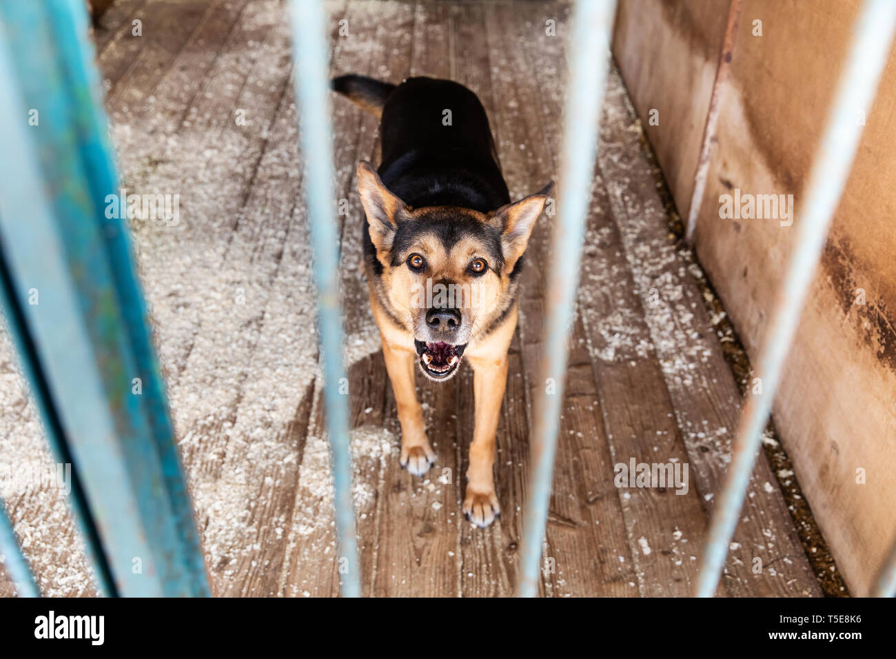 Dogs in the cage in animal shelter Stock Photo Alamy