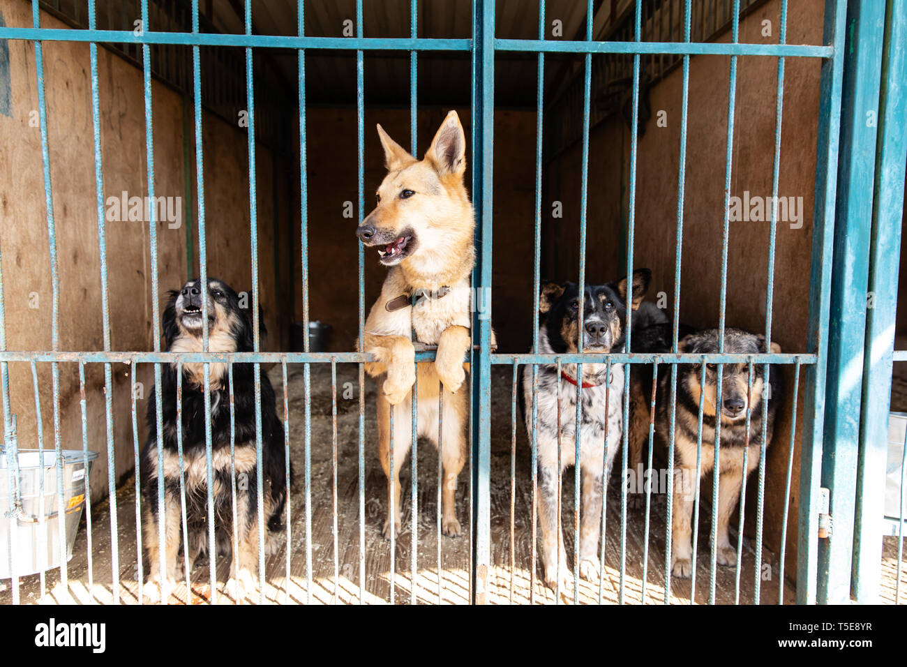 Dogs in the cage in animal shelter Stock Photo Alamy