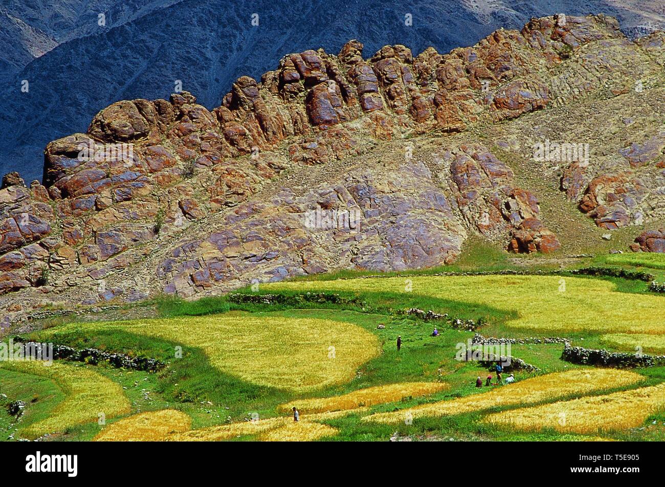 Colourful Fields and Rocky Wall, Hemis Village Ladakh, Jammu and Kashmir, India, Asia Stock Photo