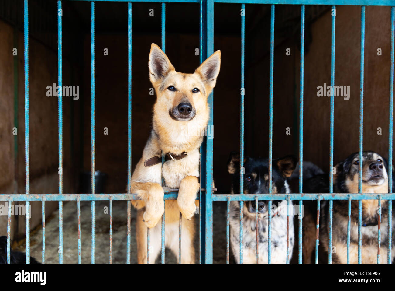 Dogs in the cage in animal shelter Stock Photo Alamy