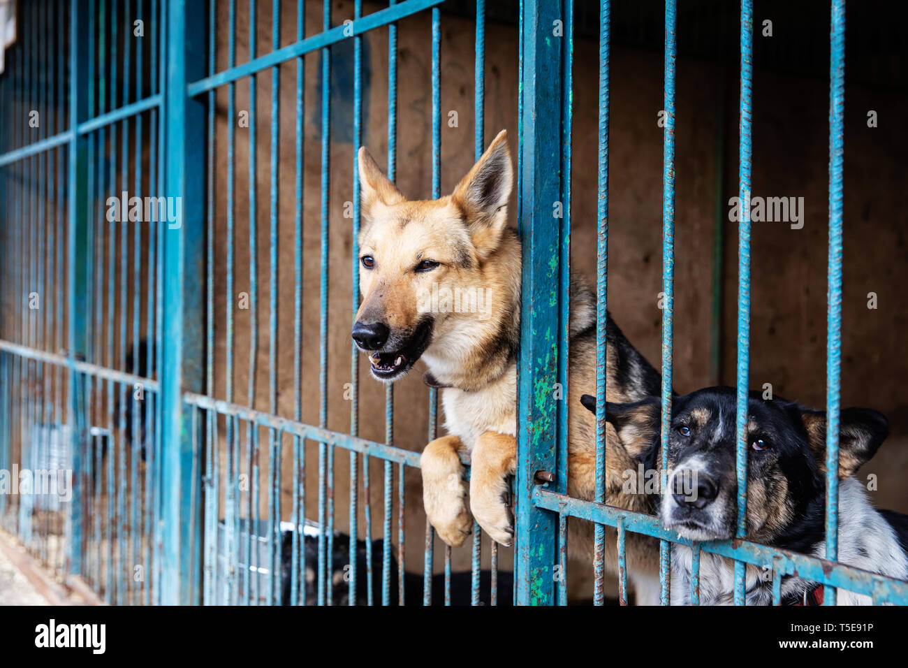 Dogs in the cage in animal shelter Stock Photo Alamy