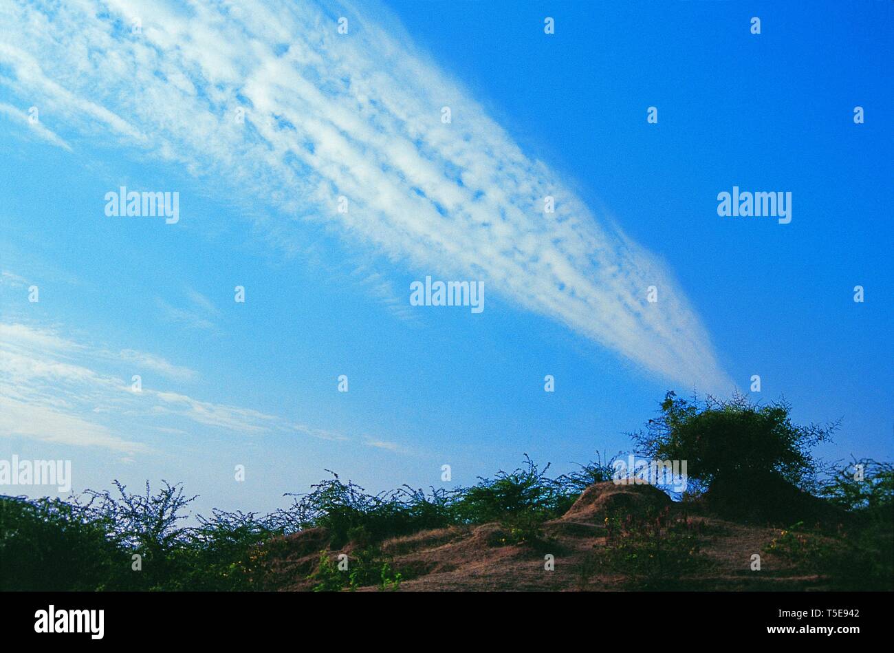Altostratus Clouds and Bush near Narmada River Madhya Pradesh, India, Asia Stock Photo