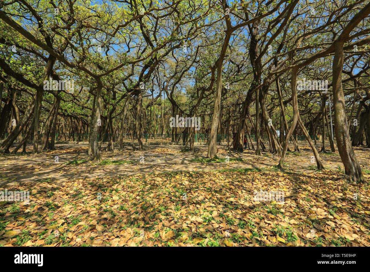 banyan tree, Acharya Jagadish Chandra Bose, Botanic Garden, West Bengal, India, Asia Stock Photo