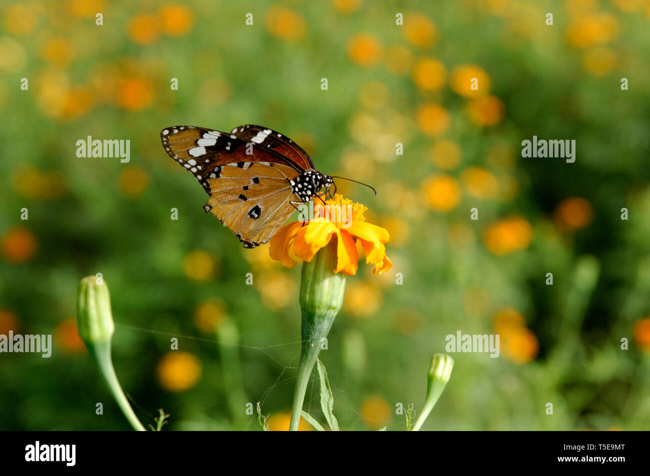 butterfly feeding on flower Stock Photo