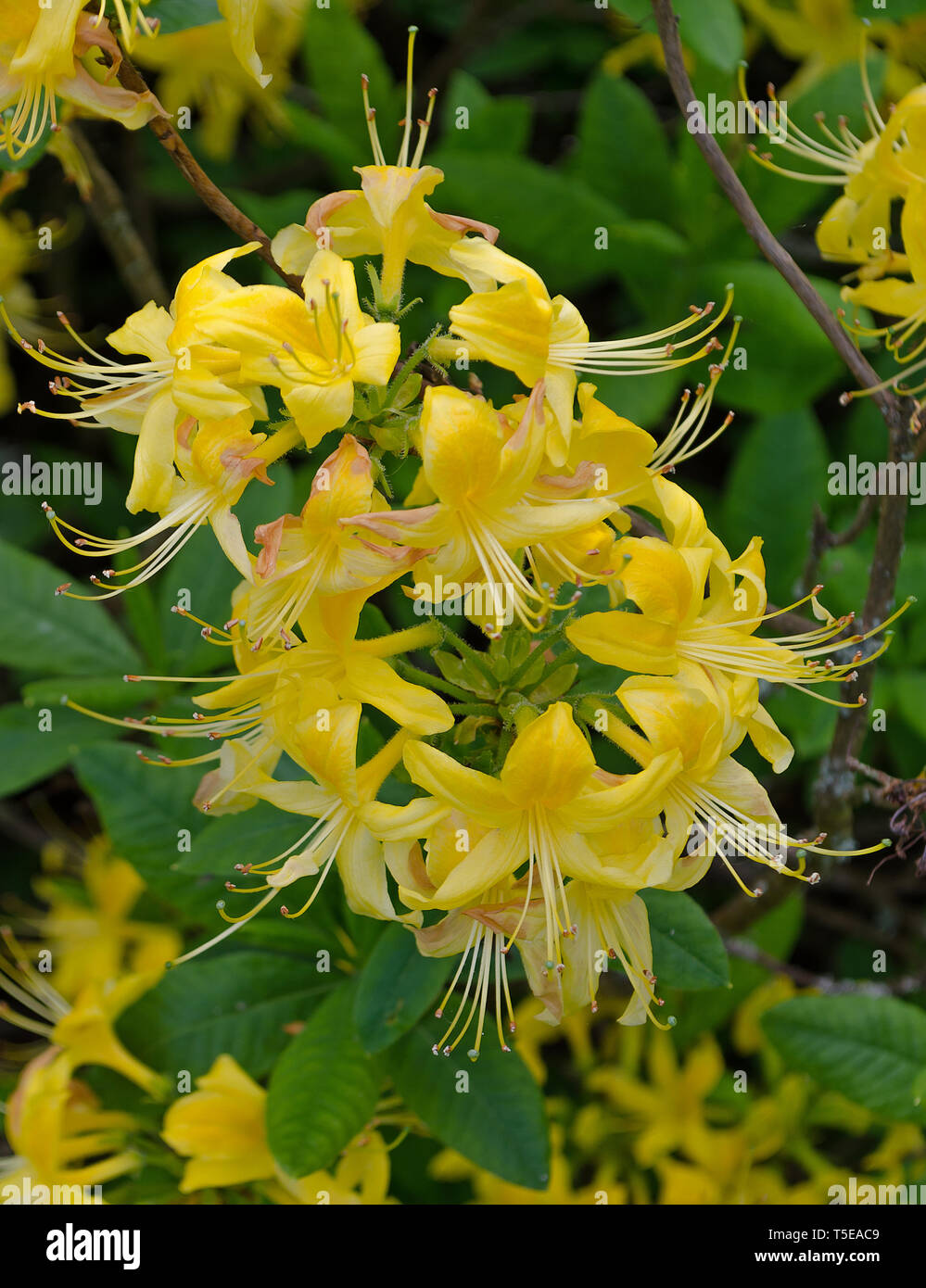 Rhododendron Luteum aka Yellow Azalea or Honeysuckle Azalea Stock Photo