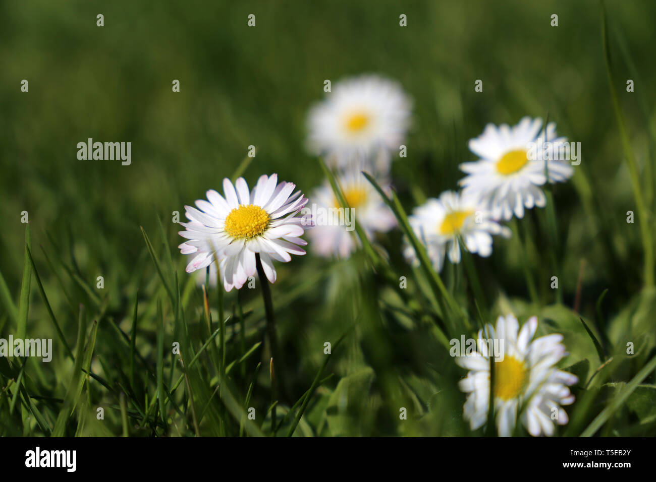 Spring daisy flowers in the green grass. White chamomile blooming on sunny meadow, medicinal herbs in spring season Stock Photo