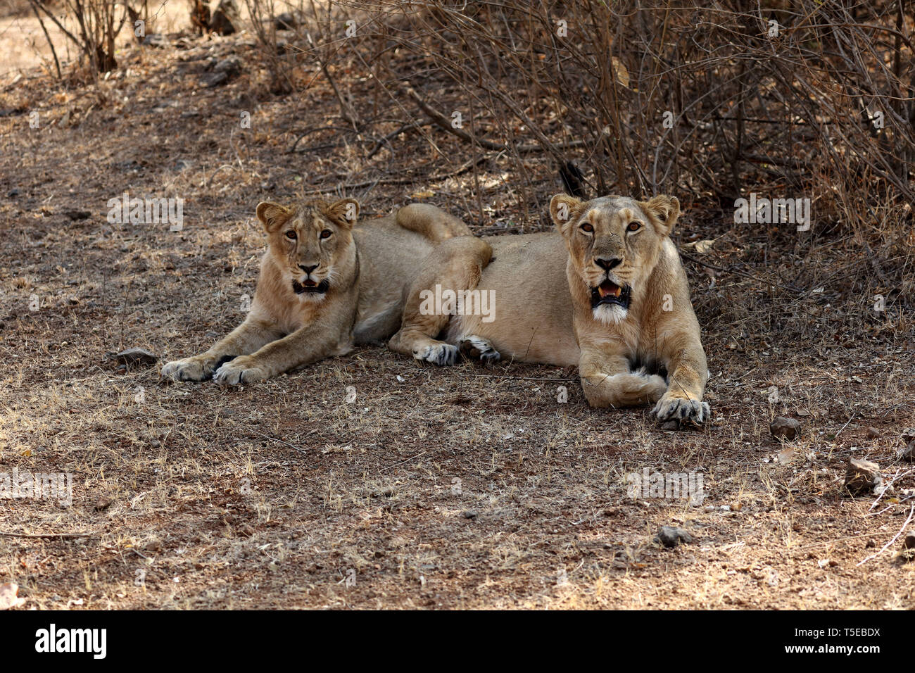 Lions cub hires stock photography and images Alamy