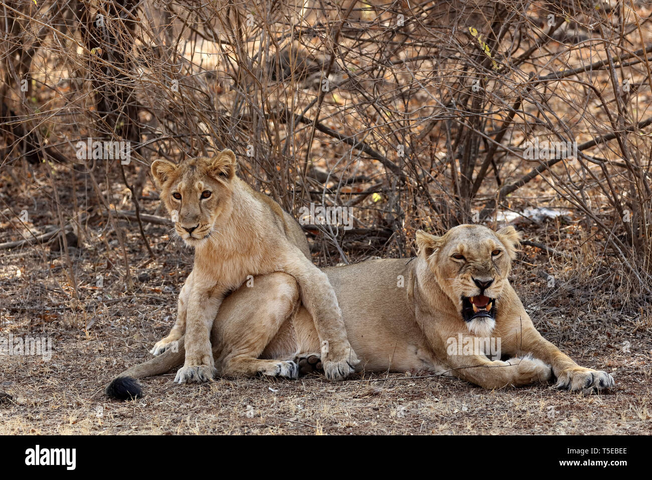 lioness and cub, sasan gir, Gujarat, India, Asia Stock Photo