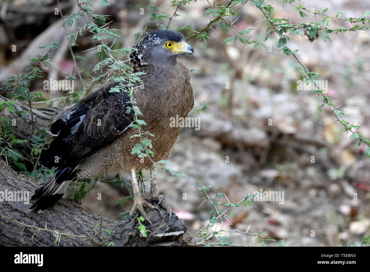 Grey headed fishing eagle, sasan gir, Gujarat, India, Asia Stock Photo