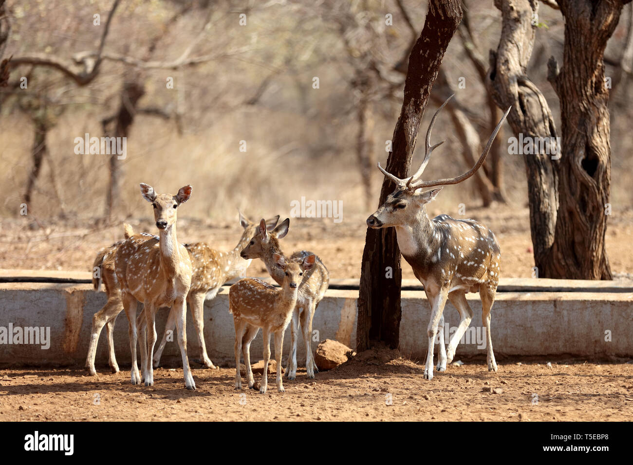spotted deer, sasan gir, Gujarat, India, Asia Stock Photo
