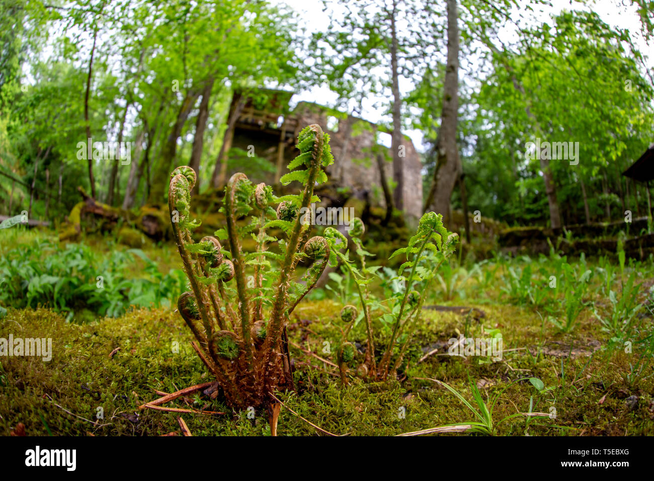 Fern in the foreground and old mill in the background. Beautiful forest park with ferns and ruins of watermill in Latvia. Shot with fisheye lens. Stock Photo