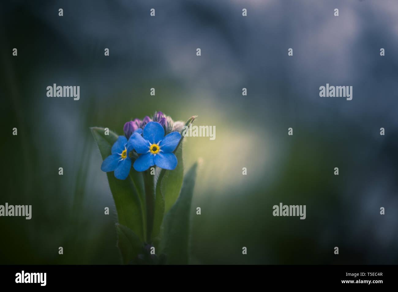 Forget me not flower / Myosotis alpestris Stock Photo