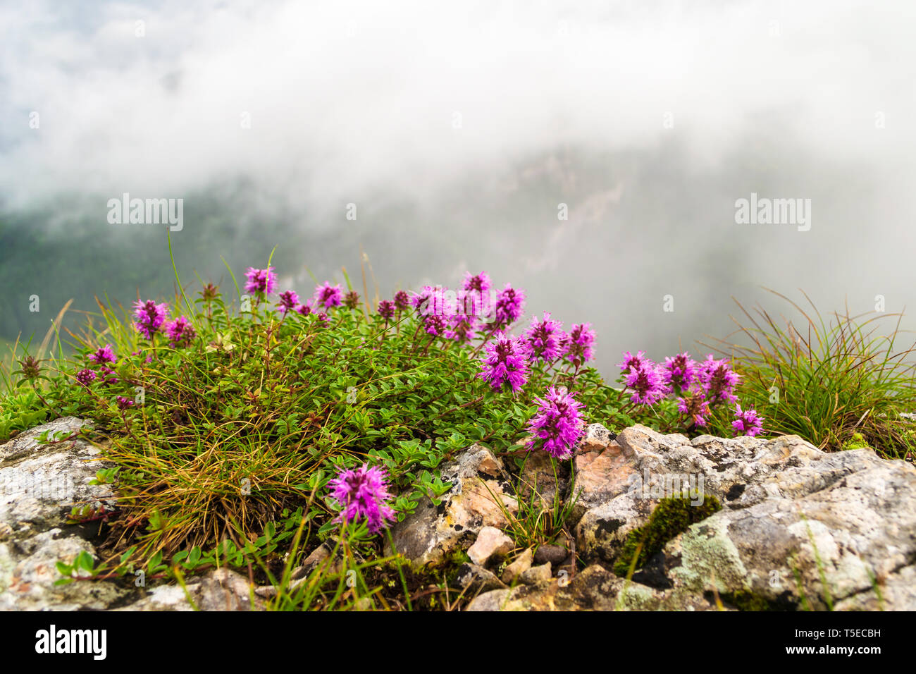 Rhododendron myrtifolium bush growing between rocks, at the end of ...