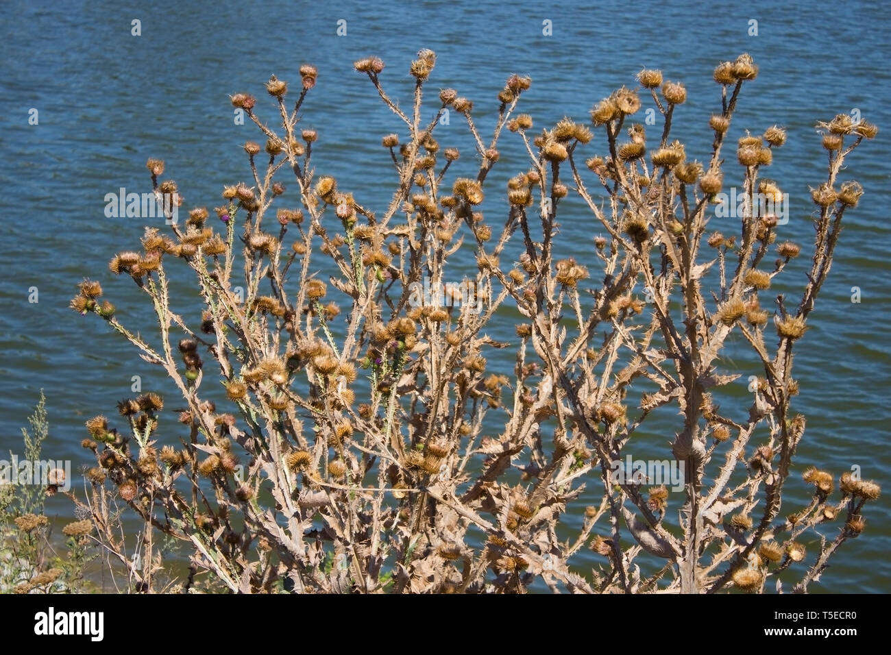 Dry flower photo greater burdock. Dried flower foliage. Against of pond background Stock Photo