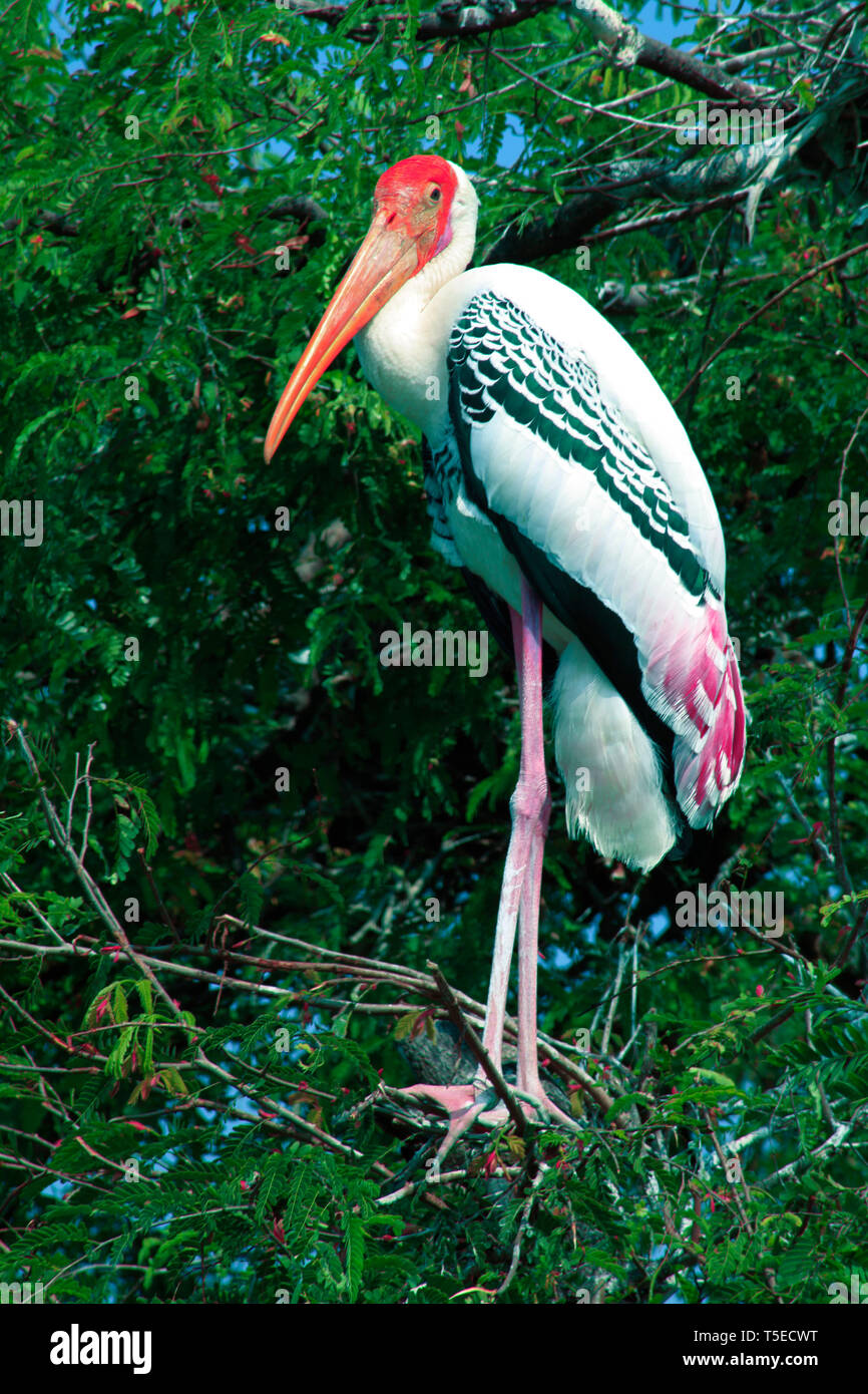 Painted stork bird, telineelapuram, tekkali, andhra pradesh, India, Asia Stock Photo