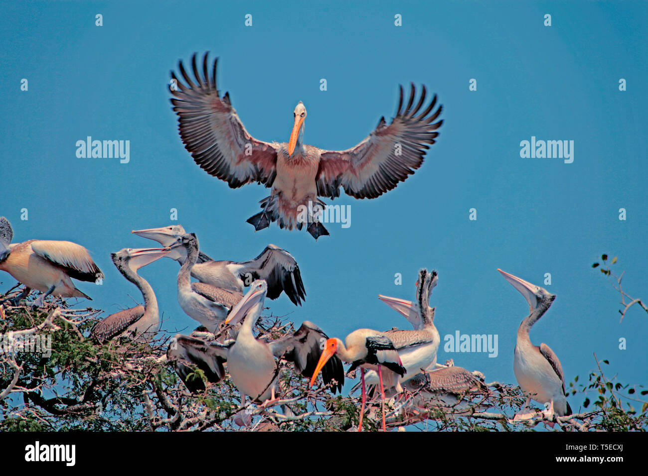 Pelican bird landing on tree, Telineelapuram, Telineelapuram and Telukunchi Bird Sanctuaries, Tekkali, Srikakulam, Andhra Pradesh, India, Asia Stock Photo