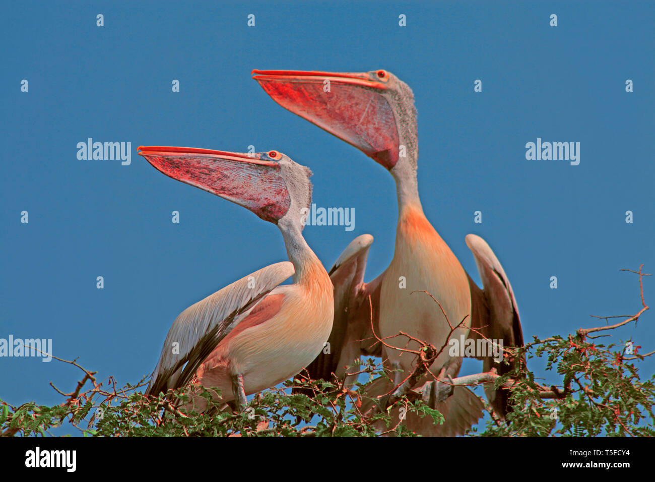 Pelicans bird, telineelapuram, tekkali, andhra pradesh, India, Asia Stock Photo