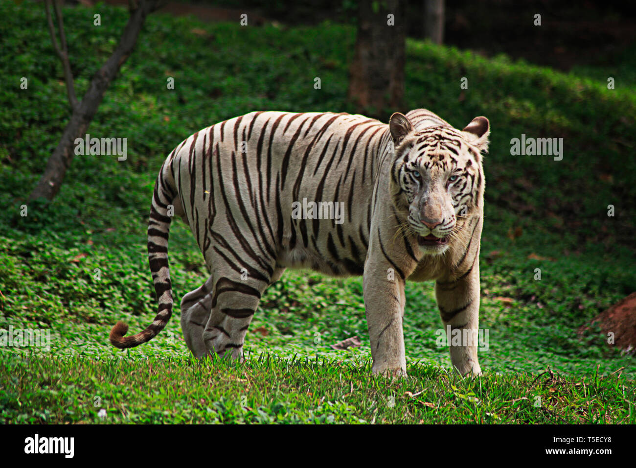 White tiger, telineelapuram, tekkali, andhra pradesh, India, Asia Stock Photo
