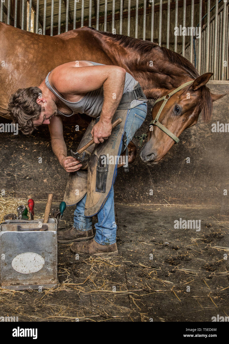Horse being shod farrier horse hires stock photography and images Alamy