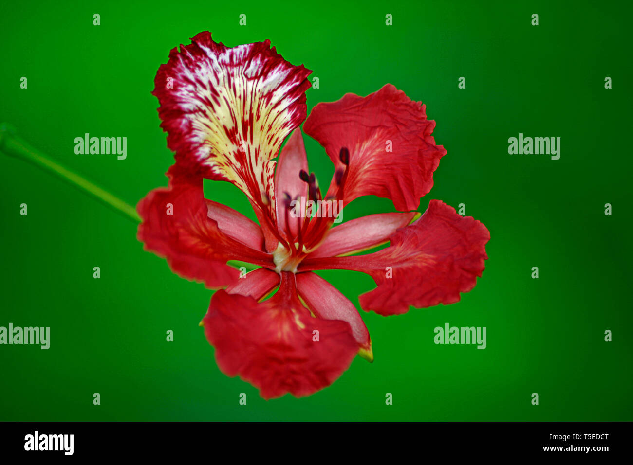 Delonix regia gulmohar flower hires stock photography and images Alamy