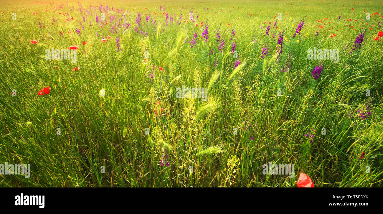 Spring Composition Texture of spring flower meadow. Composition of nature Stock Photo - Alamy