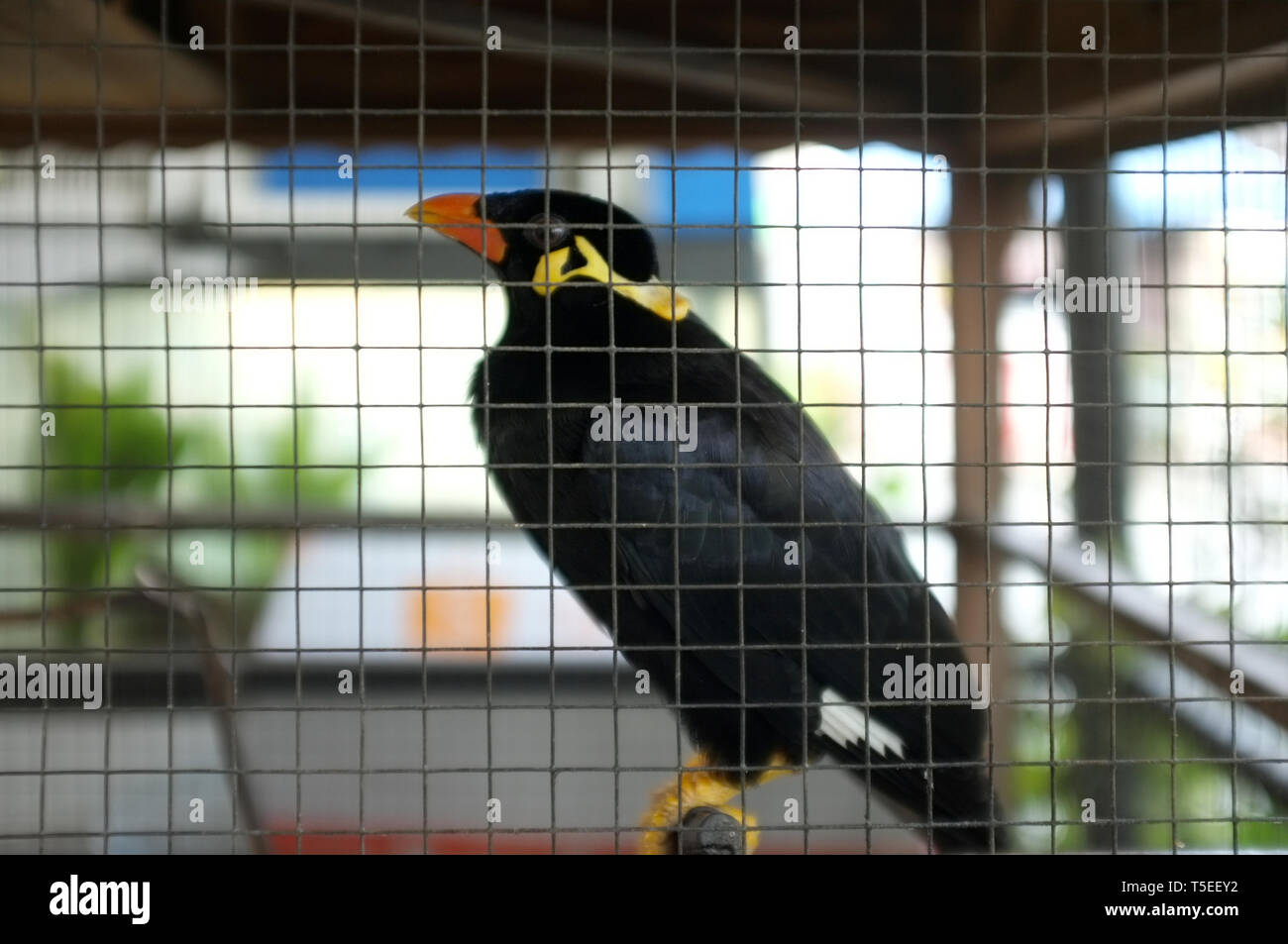 Hill Myna (Talking Myna or Grackle) in the cage . Thai bird Stock Photo