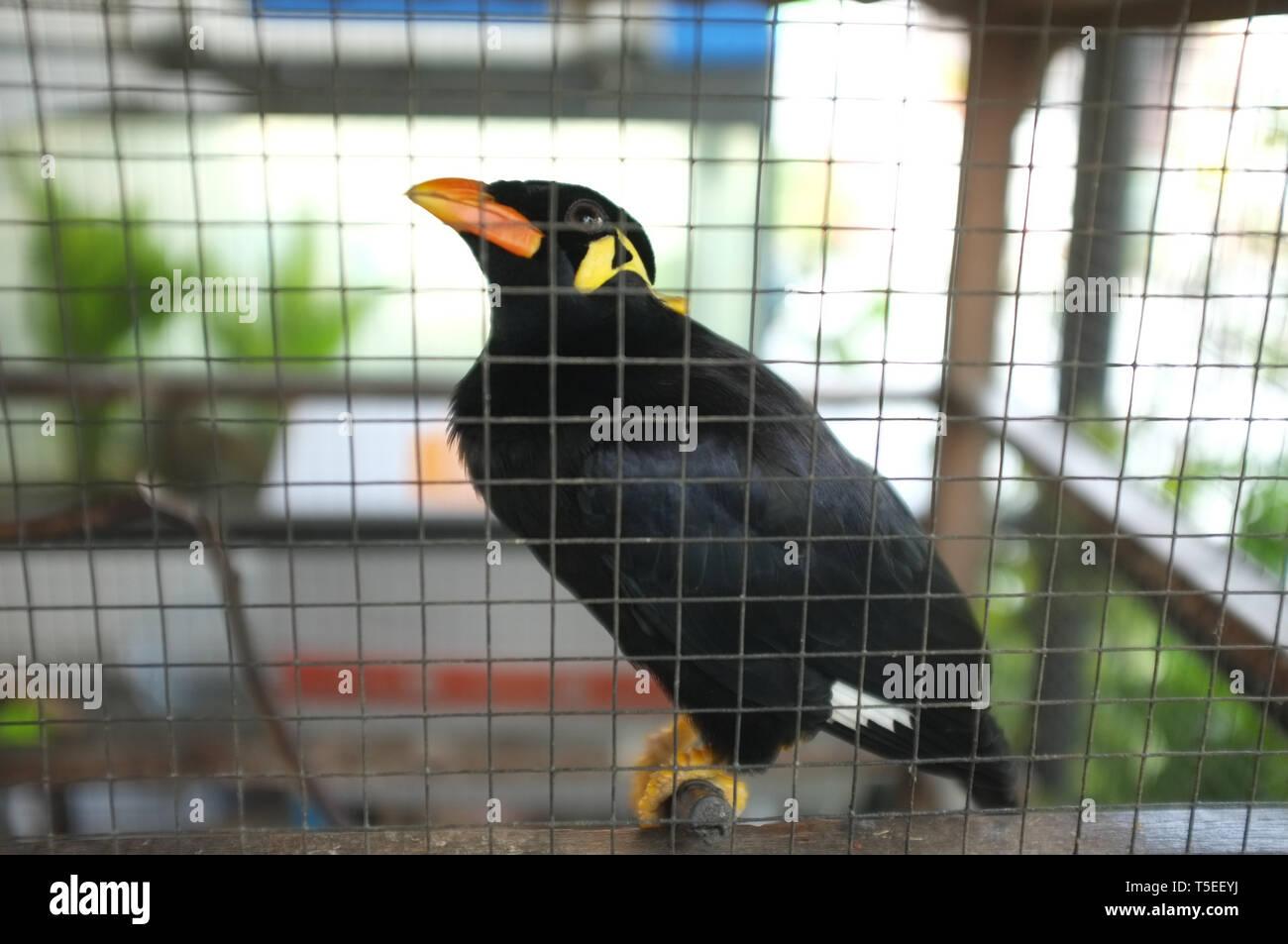 Hill Myna (Talking Myna or Grackle) in the cage . Thai bird Stock Photo