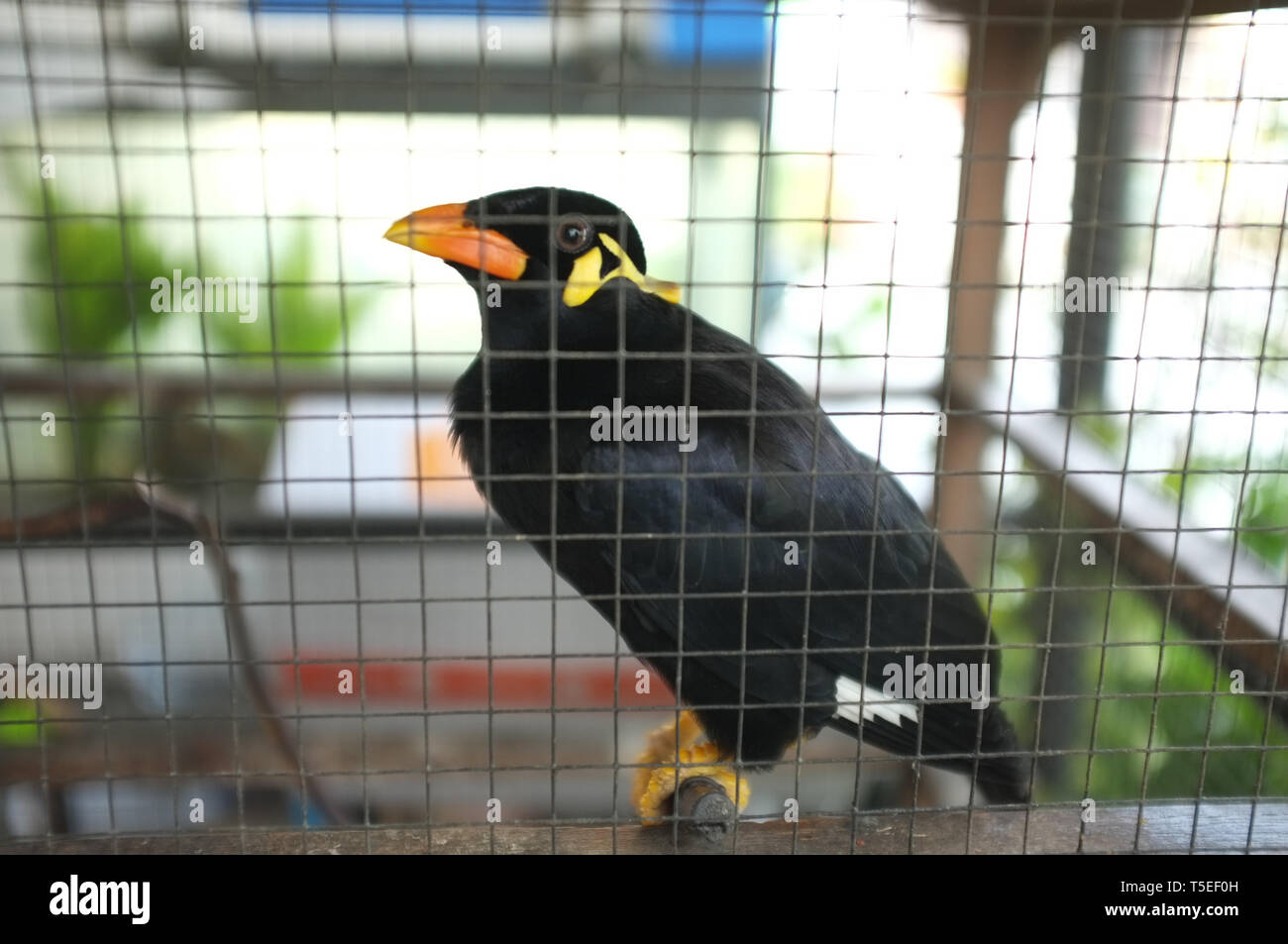 Hill Myna (Talking Myna or Grackle) in the cage . Thai bird Stock Photo