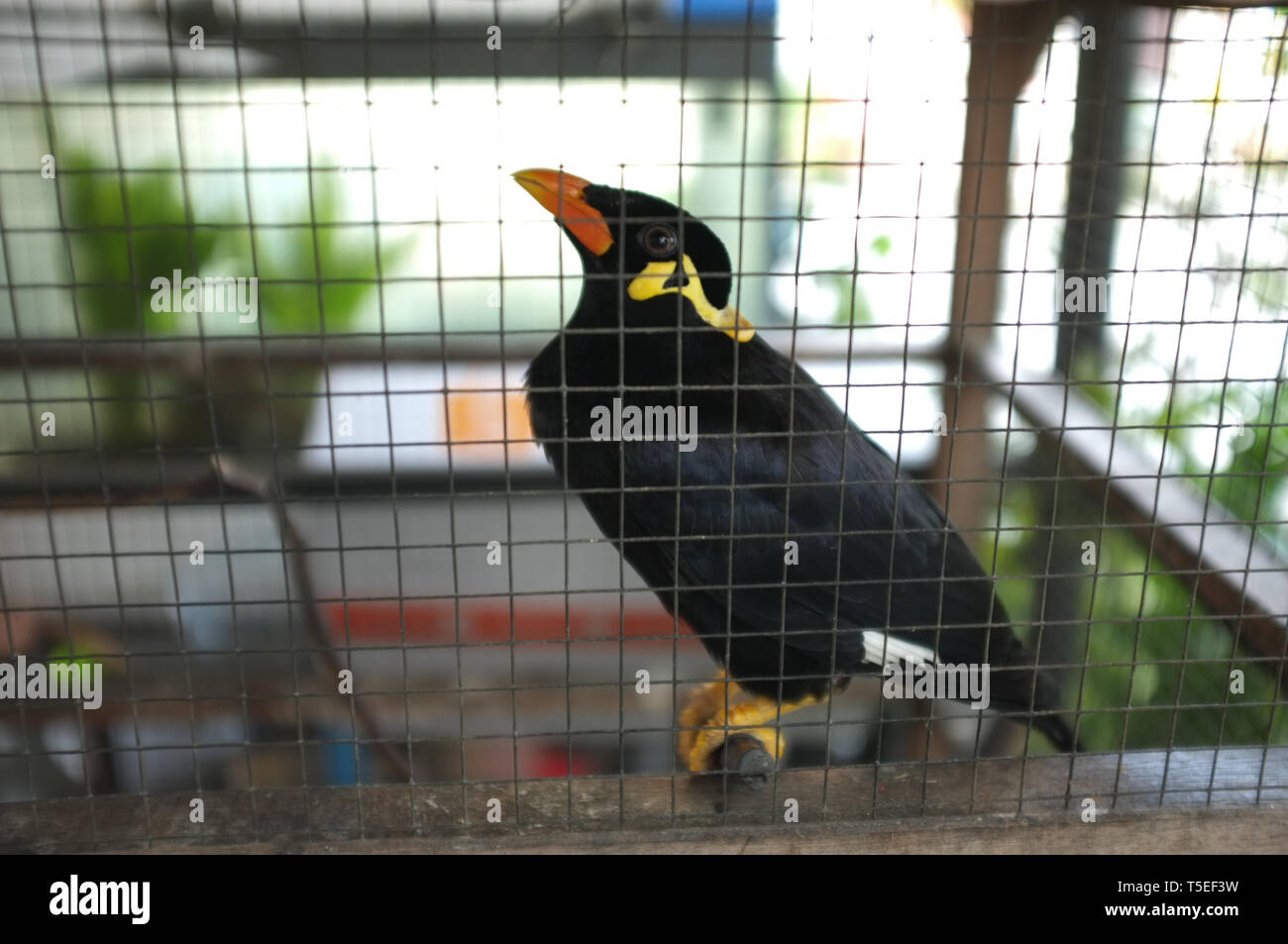 Hill Myna (Talking Myna or Grackle) in the cage . Thai bird Stock Photo