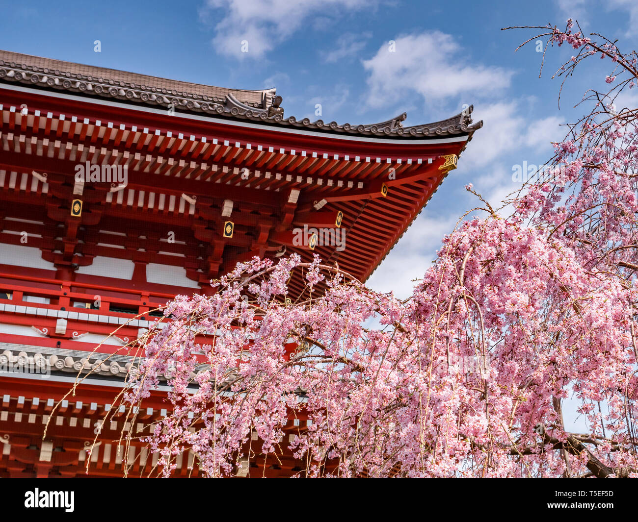 Cherry blossom at Senso-ji Buddhist Temple in Tokyo, Japan Stock Photo